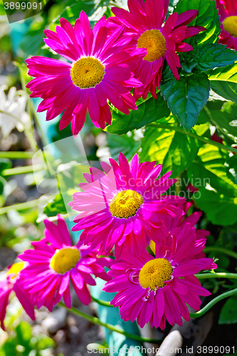 Image of Feverfew crimson