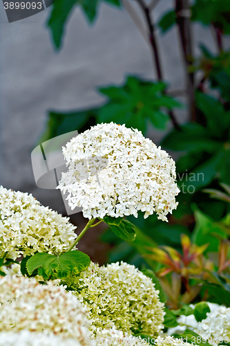 Image of Hydrangea white with leaves