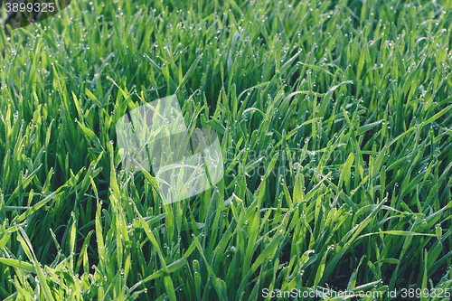 Image of Fresh green wheat grass