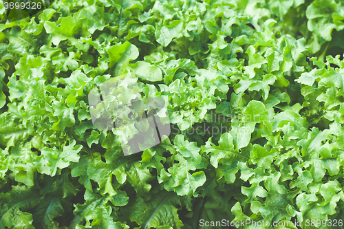 Image of Close up of green lettuce