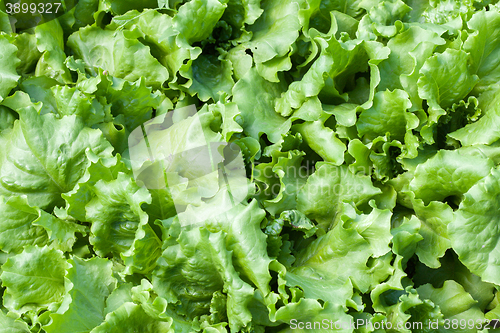 Image of Close up of green lettuce