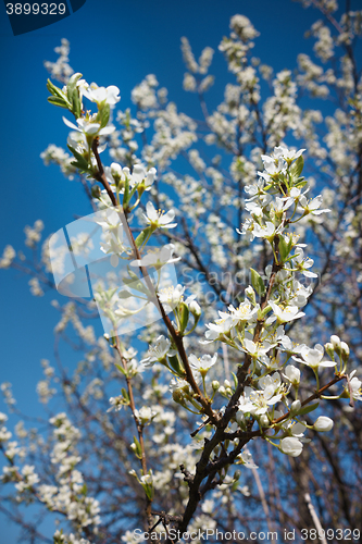 Image of Cherry Blossoms 