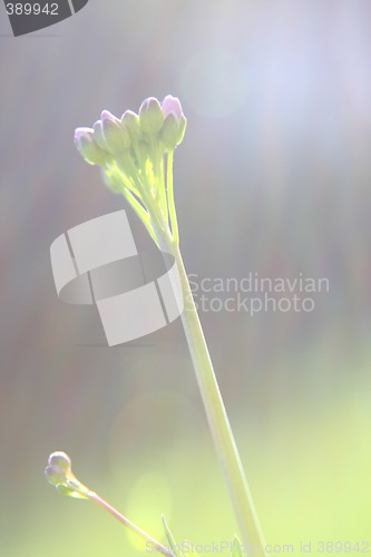 Image of flower macro