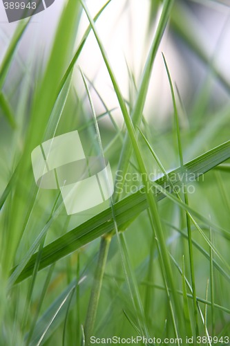 Image of green grass macro
