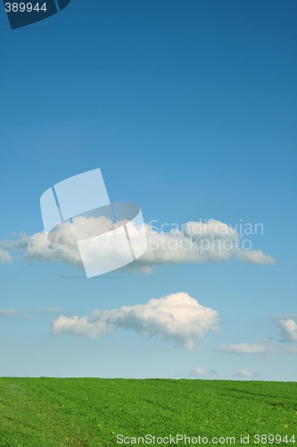 Image of green grass