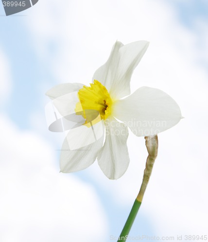 Image of daffodil