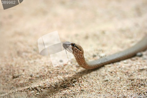 Image of snake