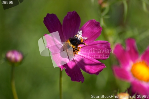 Image of Flower with bumblebee