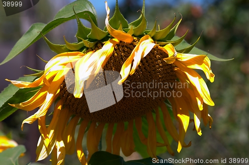 Image of Sunflower