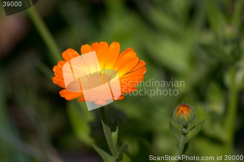 Image of Calendula