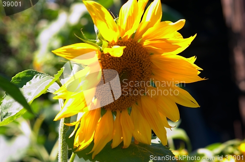 Image of Sunflower