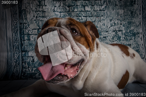 Image of English Bulldog "Oscar"