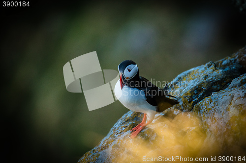 Image of Atlantic Puffin