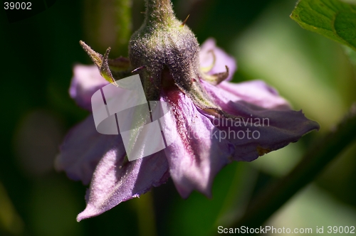 Image of flower of aubergine
