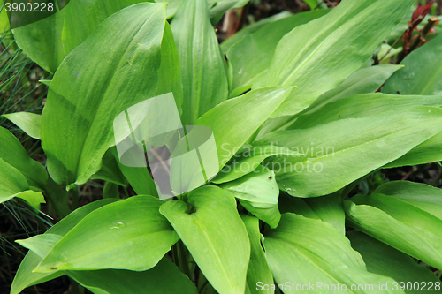 Image of wild garlic plant