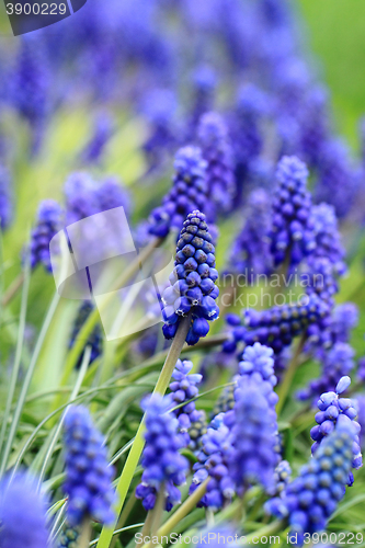 Image of grape hyacinth flowers