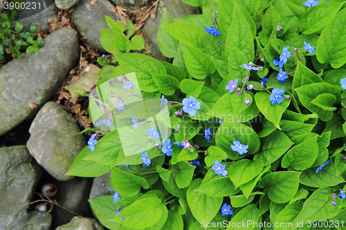 Image of forget-me-not blue flower