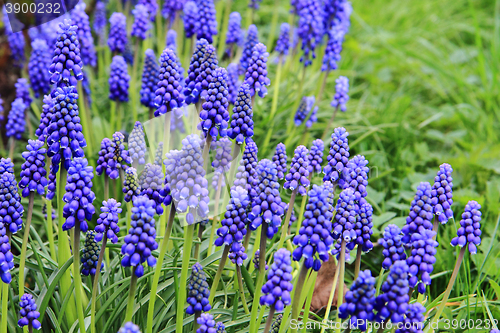 Image of grape hyacinth flowers