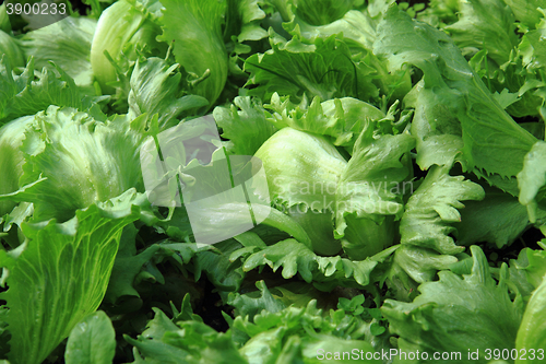 Image of lettuce plant texture