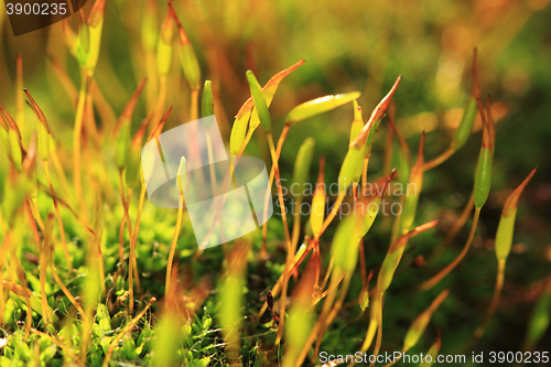 Image of moss macro plant