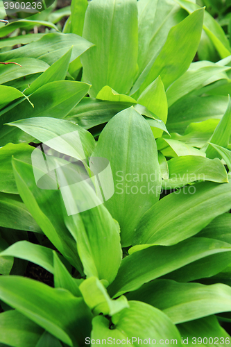 Image of wild garlic plant