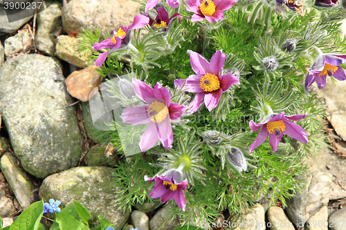 Image of flower of pasqueflower