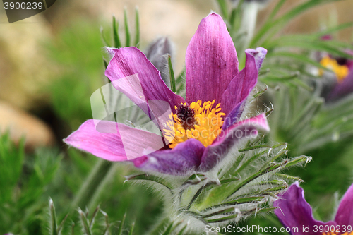 Image of flower of pasqueflower