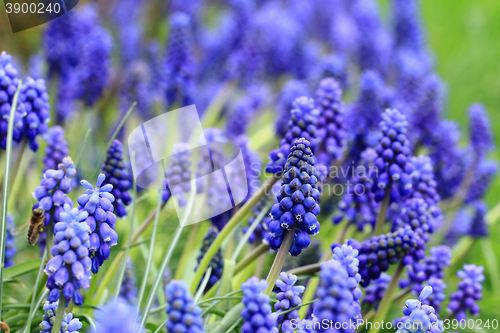 Image of grape hyacinth flowers