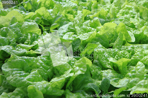 Image of lettuce plant texture