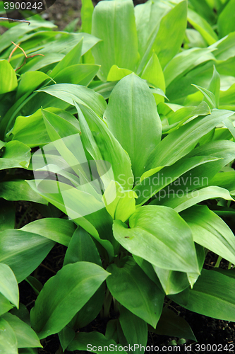 Image of wild garlic plant