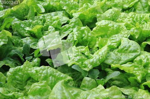 Image of lettuce plant texture