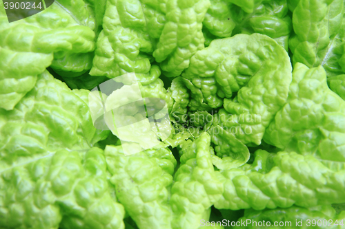 Image of lettuce plant texture