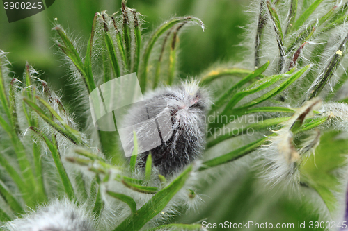 Image of rosebud of pasqueflower