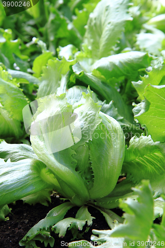 Image of lettuce plant texture
