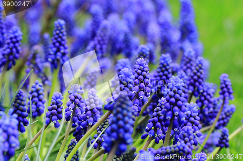 Image of grape hyacinth flowers