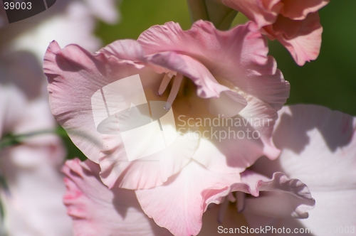 Image of gladiolus