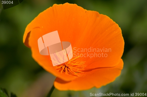 Image of California poppy