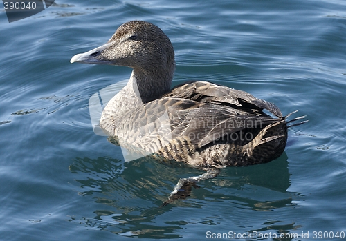 Image of Common eider