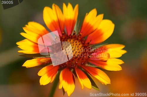 Image of Gaillardia