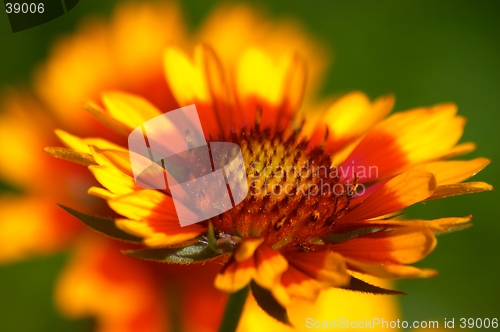 Image of Gaillardia