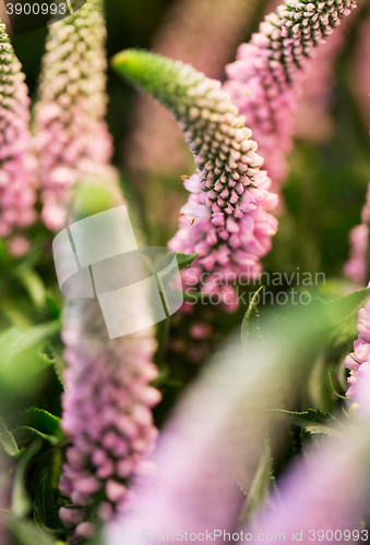 Image of close up of veronica-mailane flower