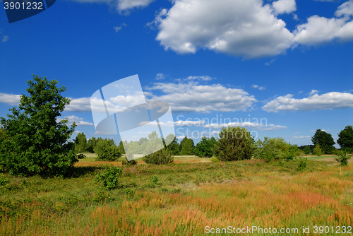 Image of Summer rural landscape