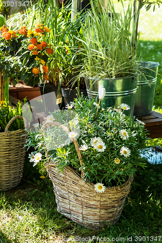 Image of Flower pots