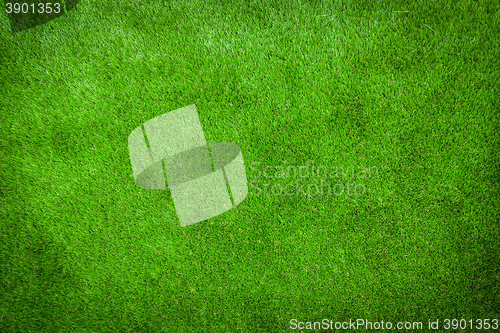 Image of Green lawn