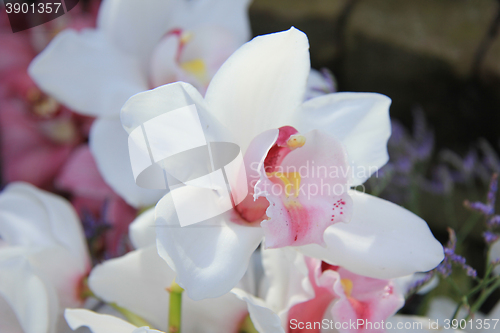 Image of White cymbidium orchid