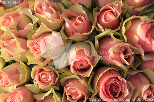 Image of Wedding decorations with pink roses