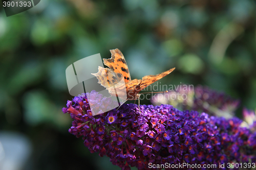 Image of Comma butterfly or Polygonia C Album