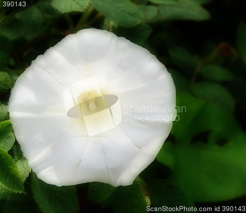 Image of Pure White Morning Glory Bloom