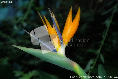 Image of Bird of Paradise