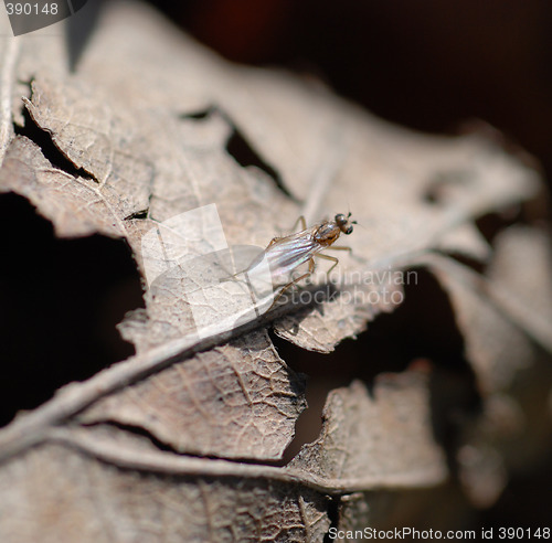 Image of Fly on a Dead Leaf